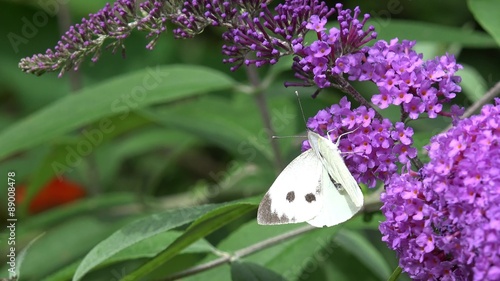 Butterfly cabbage butterfly on purple Flower