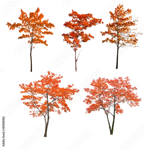set of five red autumn trees on white