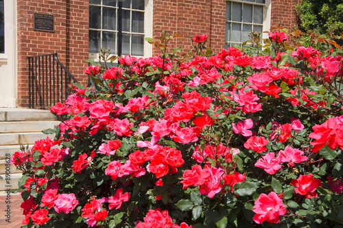 Knock Out Roses in Full Bloom
