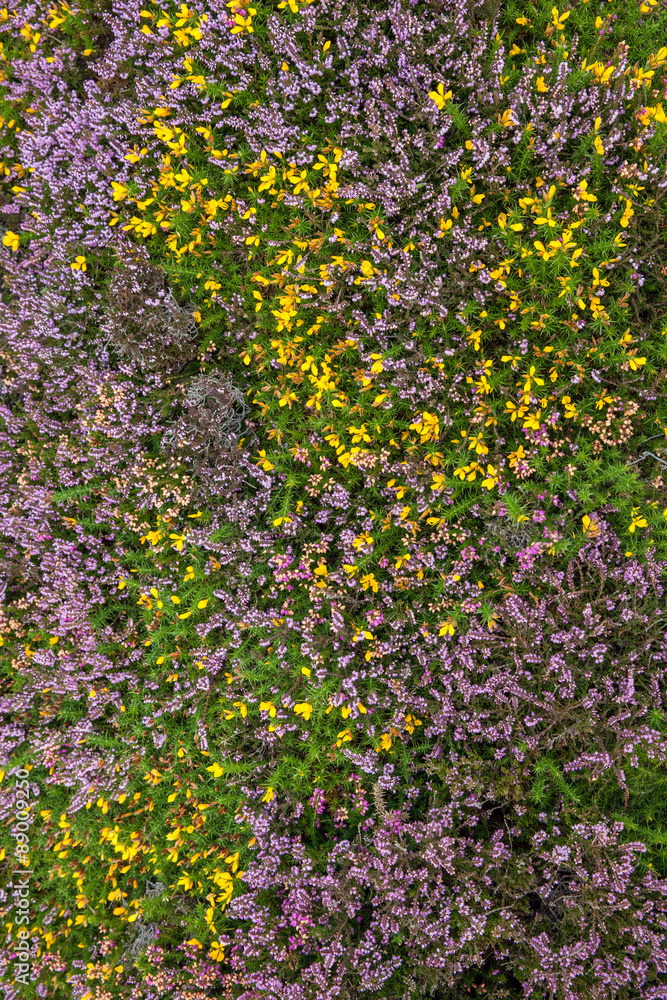 Obraz premium Heather background with many colours