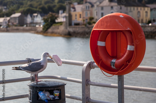 Canvas-taulu Seagull eating