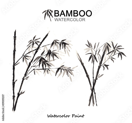 Watercolor paint bamboo, Isolated on white background, high resolution
