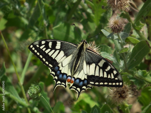 Farfalla Papilio machaon © focusloci
