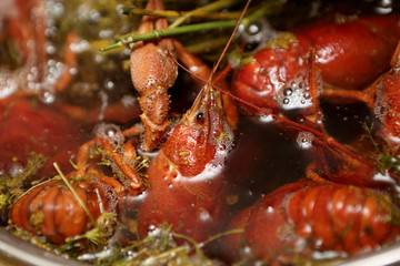 Crédence de cuisine  Red boiled crayfish with dill  © Arkady Chubykin