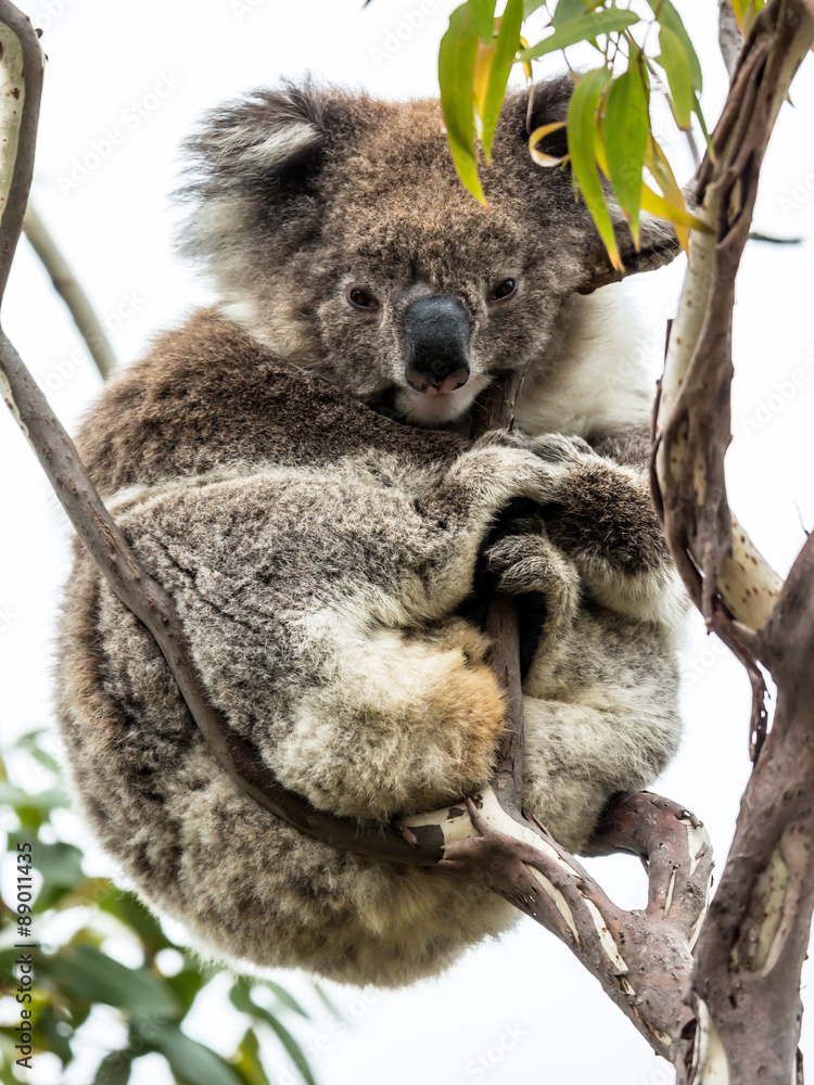 Fototapeta premium Koala