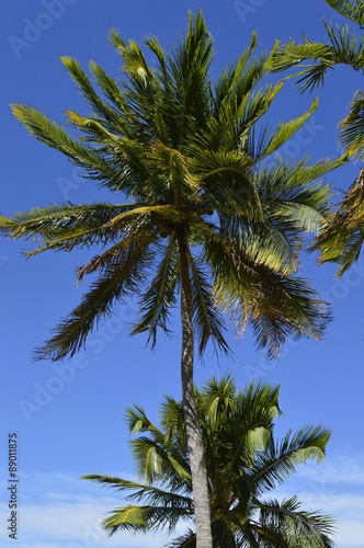 Coconut tree in blue sky