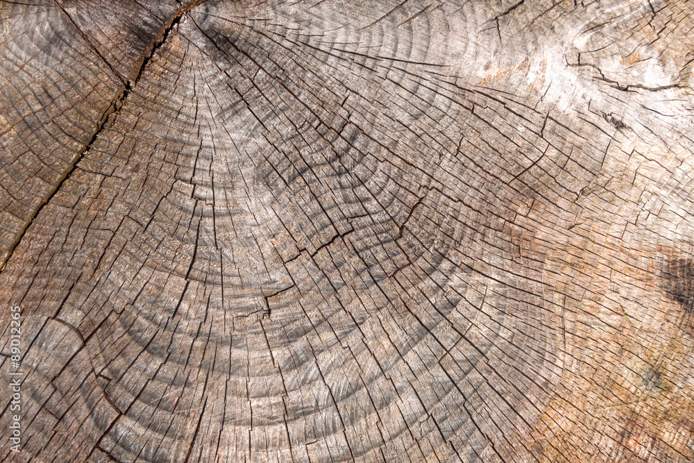 Fototapeta premium Pęknięty tekstury drewna