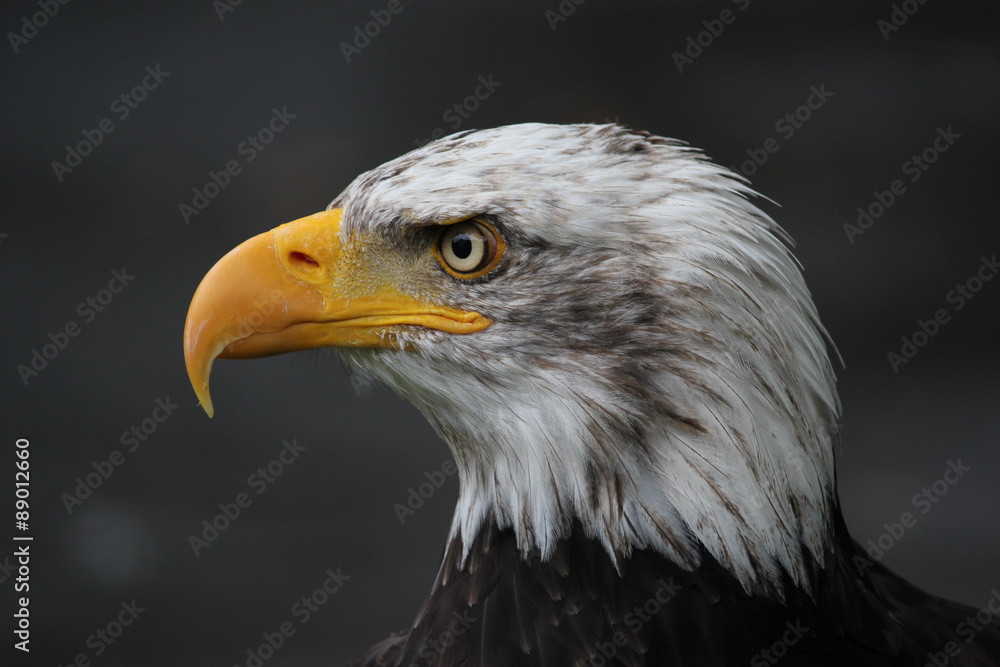 Obraz premium Weißkopfadler