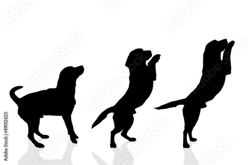 Vector silhouette of a dog.