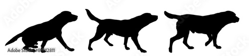 Vector silhouette of a dog.