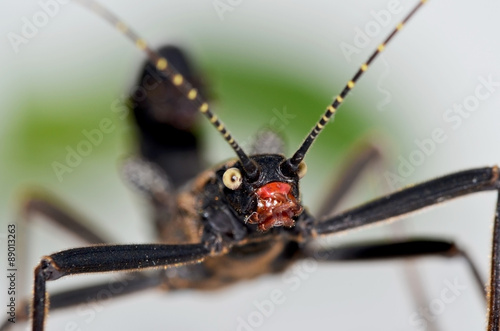 Peruvian Black Beauty Stick Insect Head Shot