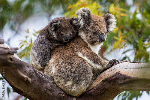 Fototapeta Naklejka Na Ścianę i Meble -  Koala