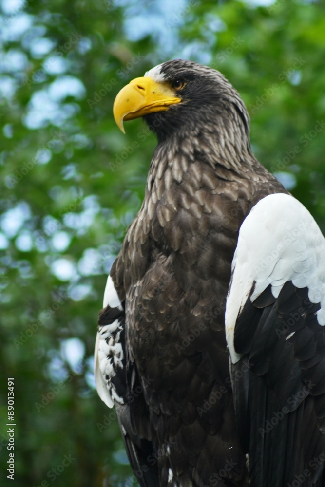 Bold Eagle