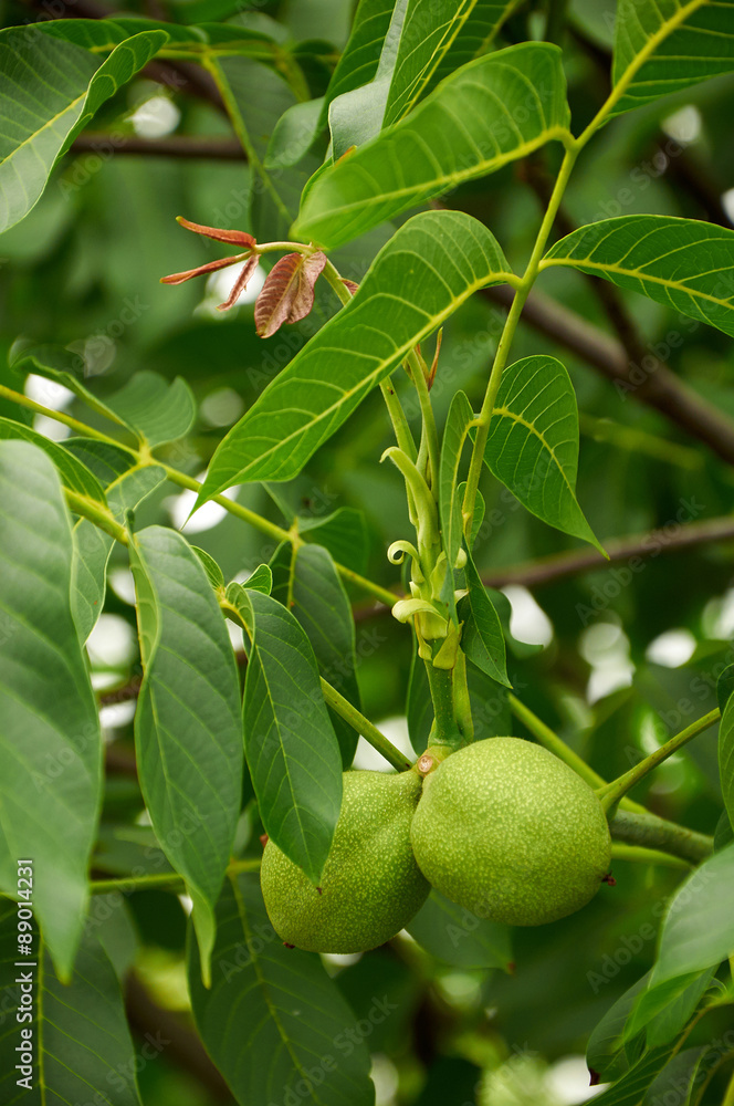 Obraz premium two unripe walnuts on the tree