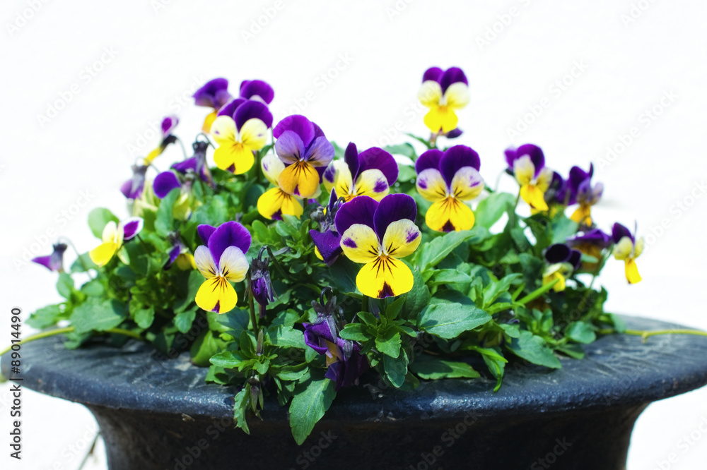 Flower yellow with purple pansies