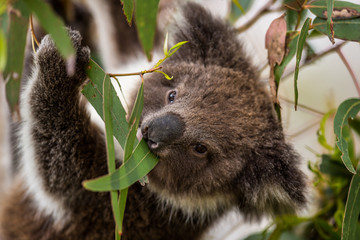 Ingelijste posters Koala Koala met grijze pluizige oren  © Dominik Rueß