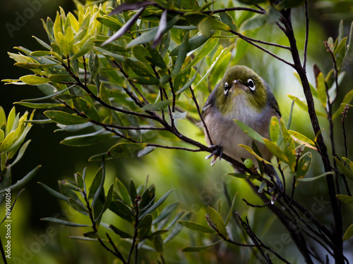 Australisches Silberauge photo