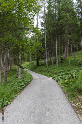 Road inside a forest in the italian dolomites