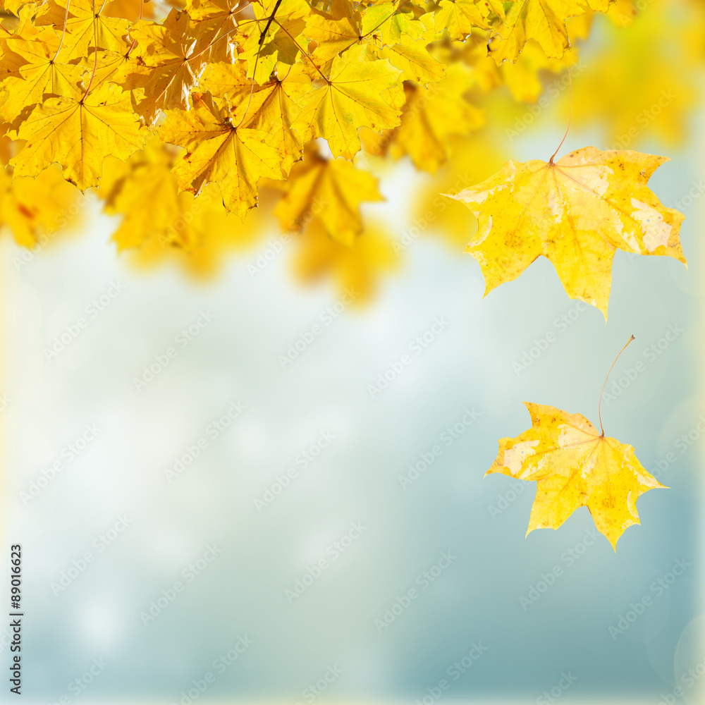 Obraz premium fall leaves