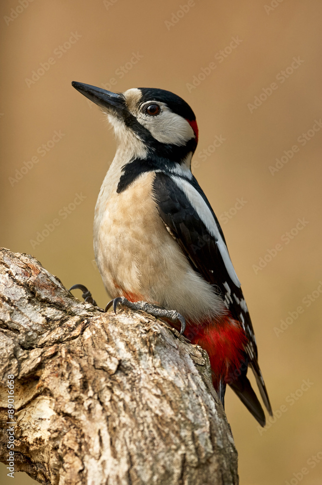 Fototapeta premium Great spotted woodpecker