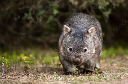 schüchterner Wombat