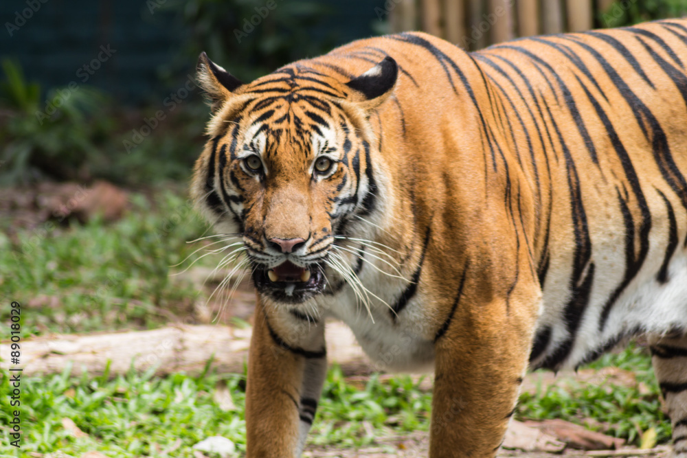 waiting tiger in a zoo