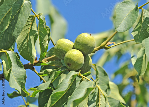 Walnut tree (Juglans regia) branch with fruit