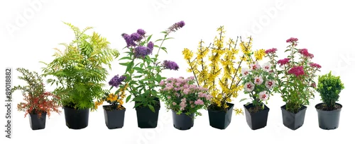 Panel kuchenny z motywem Shrubs in containers on a white background