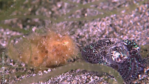 Hairy Frogfish with a Bobtail squid. The size of this Frogfish is less than 3 cm. Antennariidae, Antennarius striatus photo