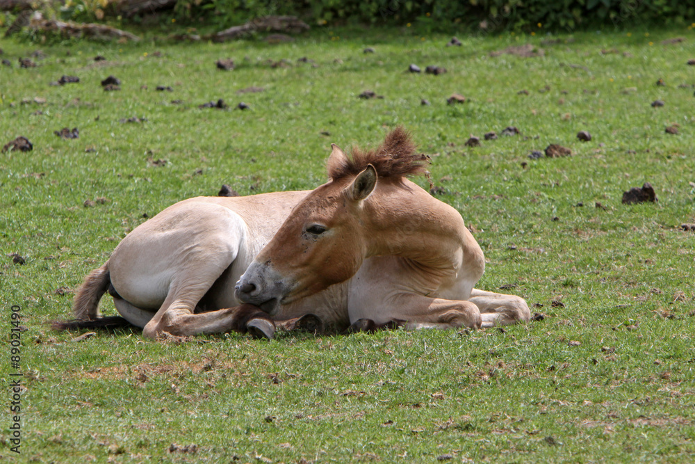 Obraz premium Przewalski-Pferde