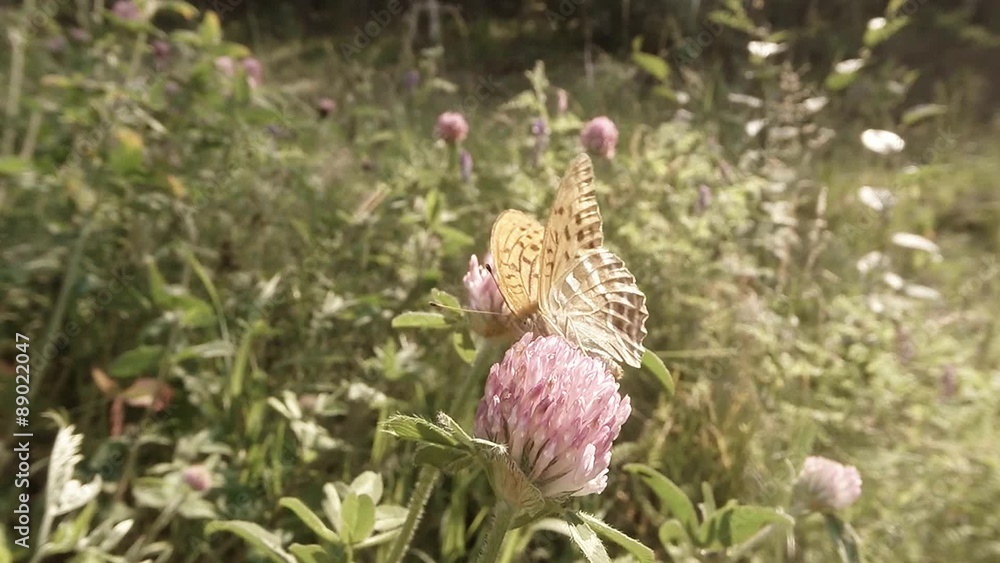 Butterfly drinking the nectar of pink clover in summer forest, close-up Butterfly drinking the nectar of pink clover in summer forest, close-up