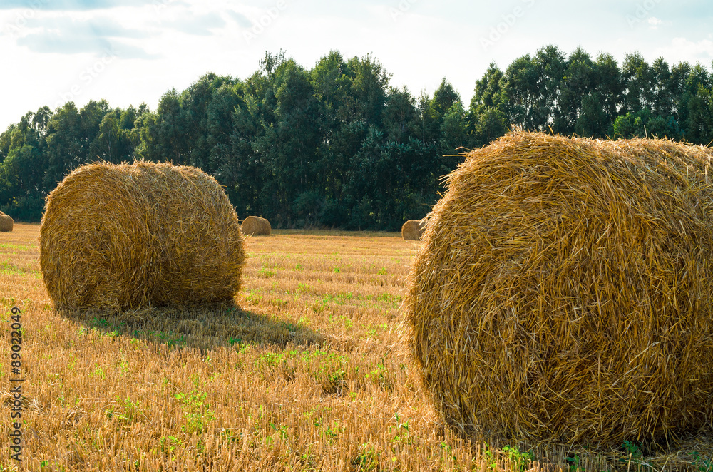 Bales of straw after harvesting crops.