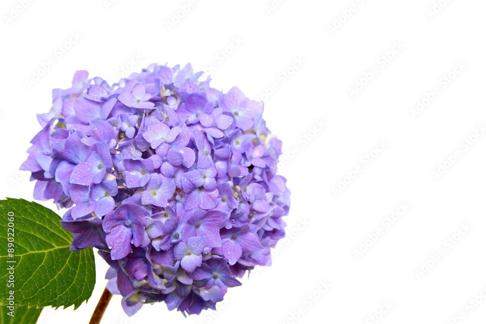 Beautiful blue hydrangeas close-up, right you can write some text
