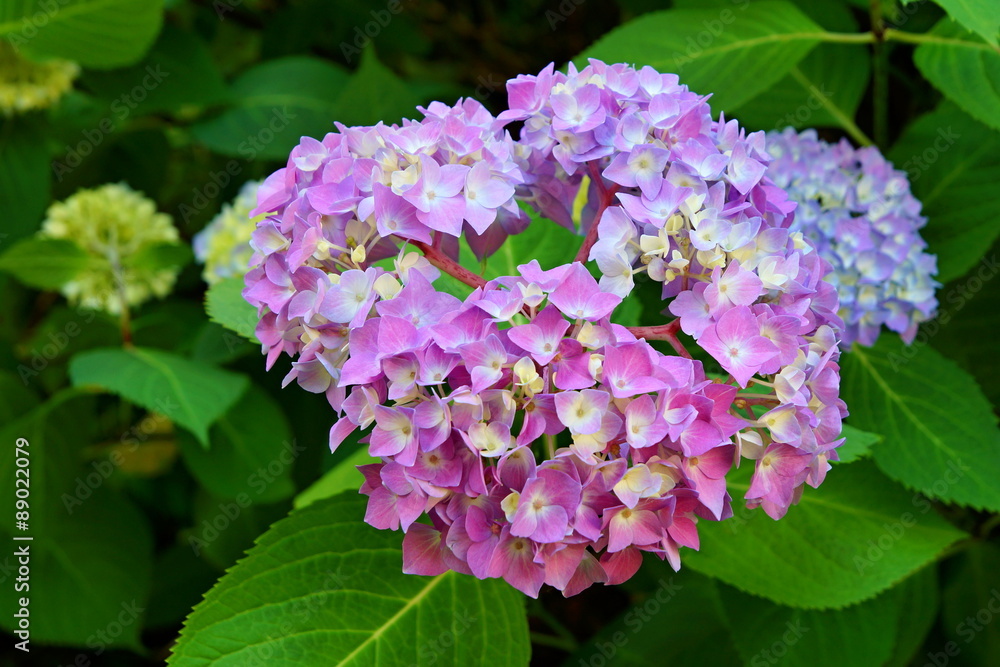 Beautiful blue hydrangeas in the garden Beautiful blue hydrangeas in the garden