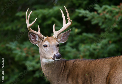 Closeup of majestic whitetail deer buck framed by dense forest.