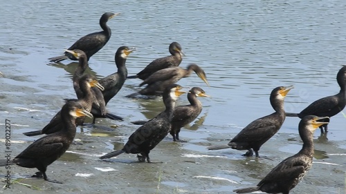 喉を震わせるカワウ（河鵜）の群れ　左パン