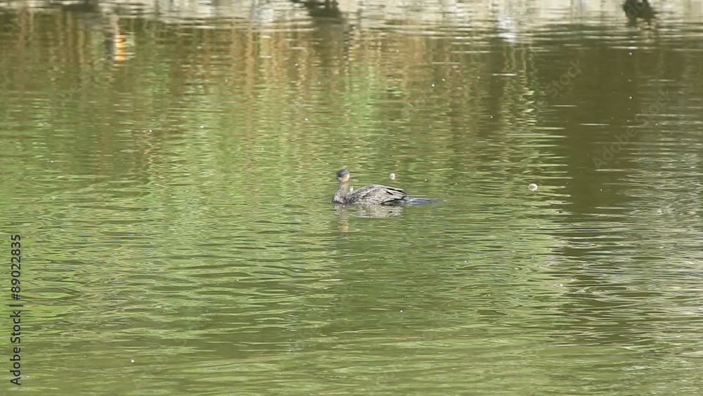 飛び立つカワウ(河鵜) 飛び立つカワウ(河鵜)