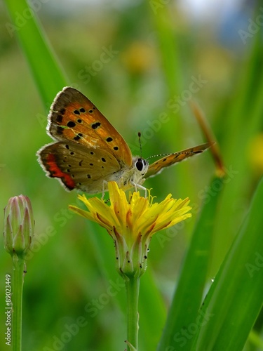 butterfly and dandelion #2