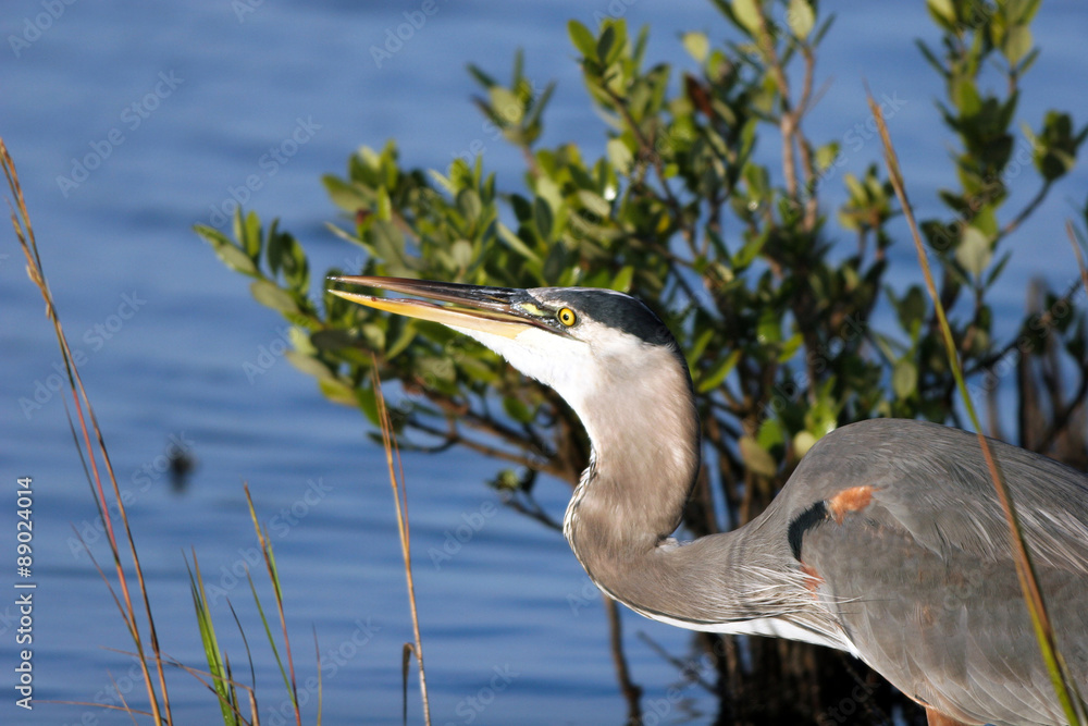 Great Blue Heron feeds in a Florida mangrove swamp Great Blue Heron feeds in a Florida mangrove swamp