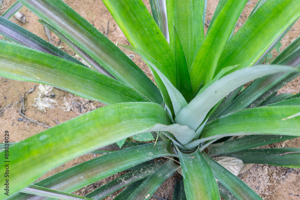 Obraz premium Young Pineapple Plants