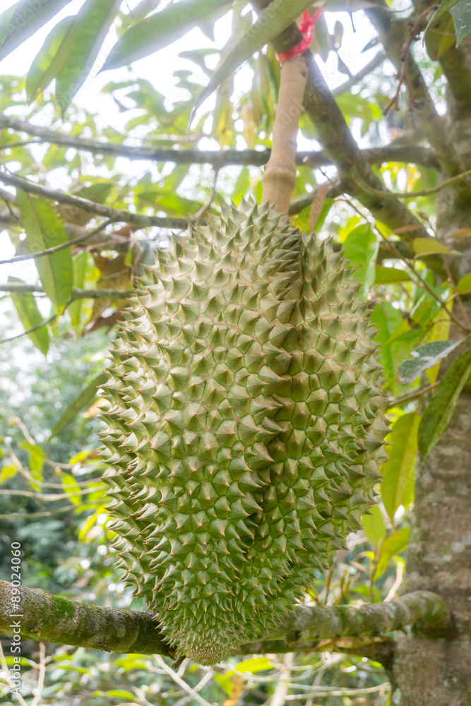 Fresh durian on durian tree Fresh durian on durian tree