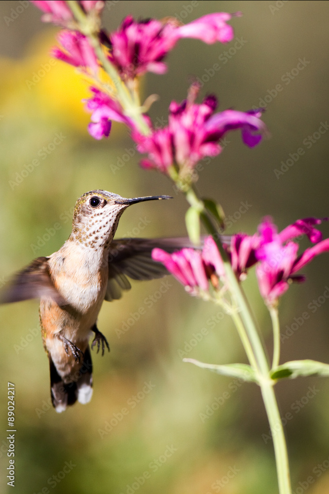 Fototapeta premium Broad-tailed Hummingbird feeds on hummingbird mint