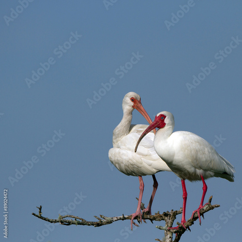 White Ibis male and female pair on the Florida coast