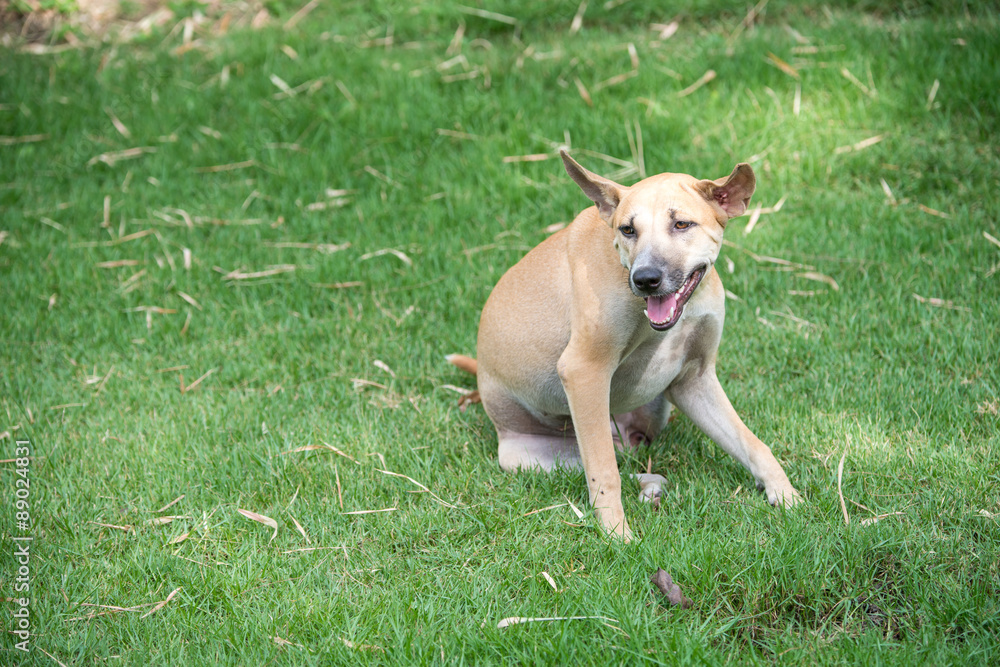 dog on the green grass