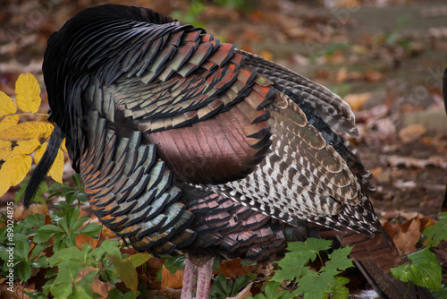 Iridescent wild turkey feathers on resting bird