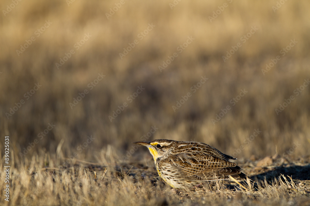 Eastern Meadowlark on the ground in autumn in Arizona Eastern Meadowlark on the ground in autumn in Arizona