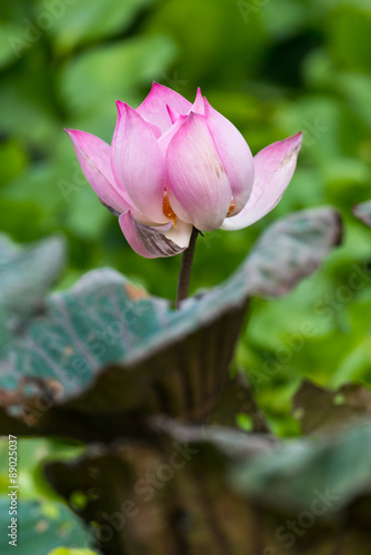 Lotus flower