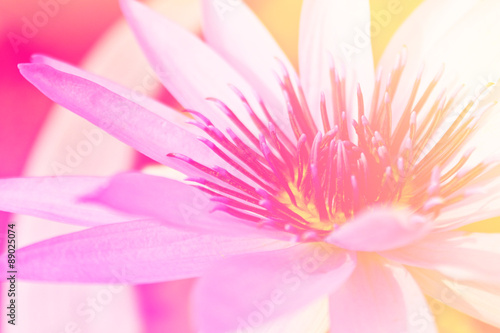 beautiful lotus flower background  Symbol of nature