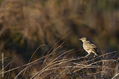 Tablou pe pânză Meadowlark in a thicket at dawn in autumn in Antelope Island State Park in Utah