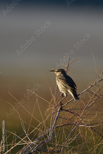 Meadowlark in a thicket at dawn in autumn in Antelope Island State Park in Utah